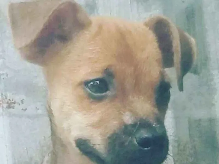 Cachorro ra a Srd idade 2 a 6 meses nome Loló