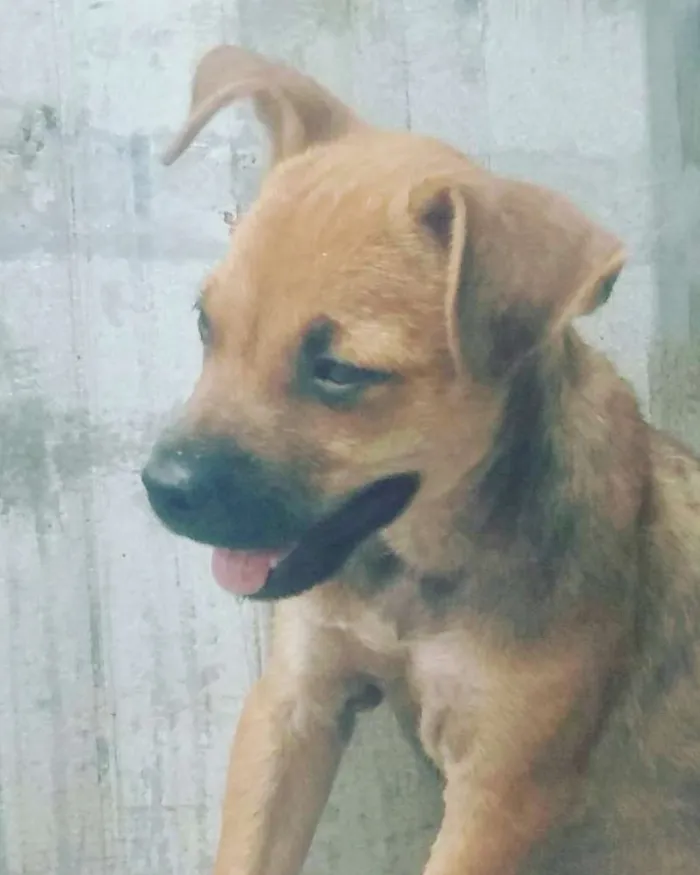 Cachorro ra a Srd idade 2 a 6 meses nome Loló