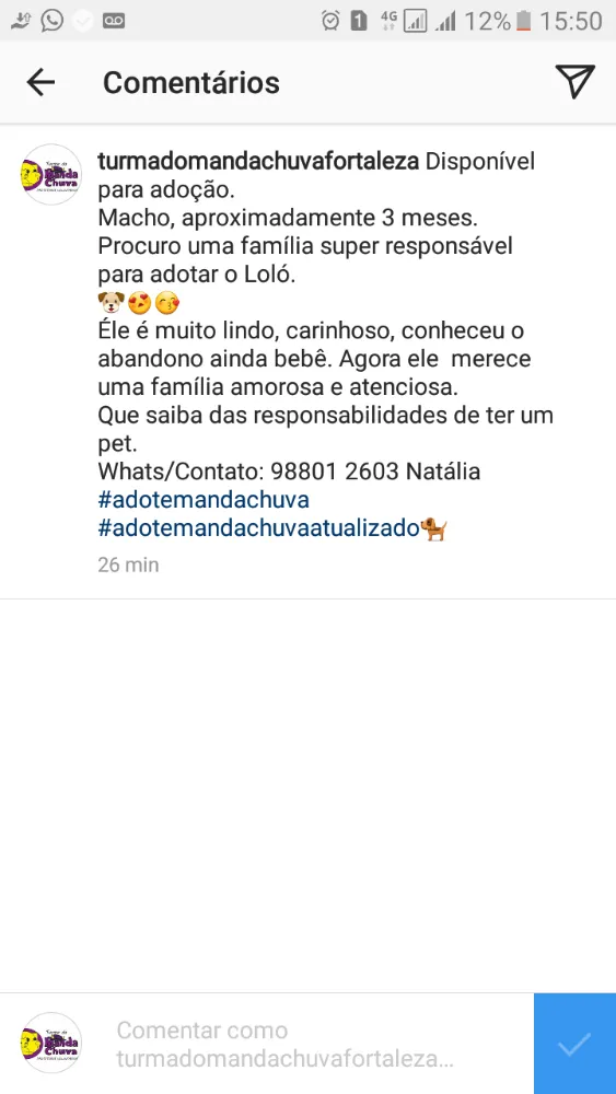 Cachorro ra a Srd idade 2 a 6 meses nome Loló