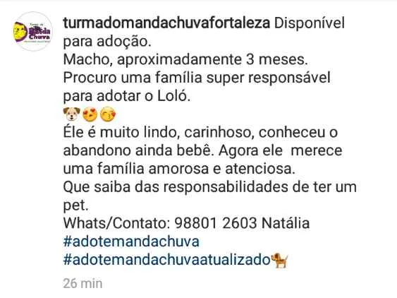 Cachorro ra a Srd idade 2 a 6 meses nome Loló