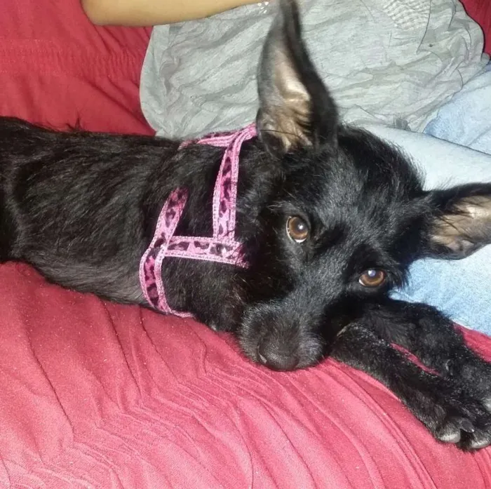 Cachorro ra a  idade 1 ano nome Sofia 