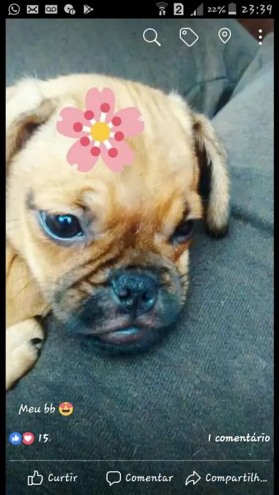 Cachorro ra a Mestiça de Pug idade 2 a 6 meses nome Lilica