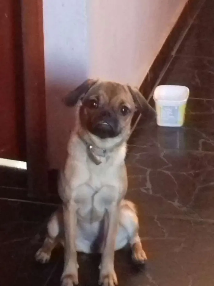 Cachorro ra a Mestiça de Pug idade 2 a 6 meses nome Lilica