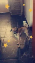 Lilica