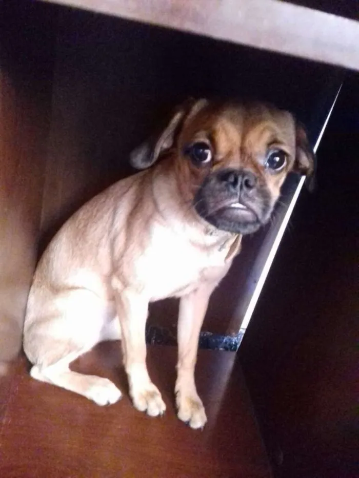 Cachorro ra a Mestiça de Pug idade 2 a 6 meses nome Lilica