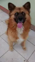 Puck