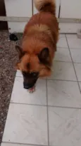 Puck