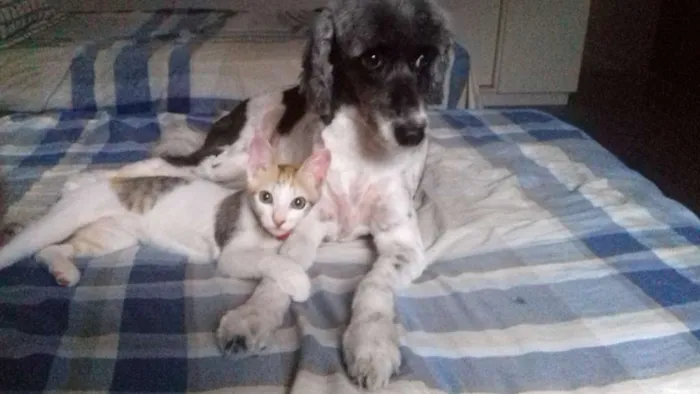 Gato ra a SRD idade 2 a 6 meses nome Mina