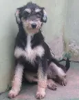 Cachorro raça  idade 4 anos nome Maya