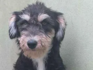 Cachorro raça  idade 4 anos nome Maya