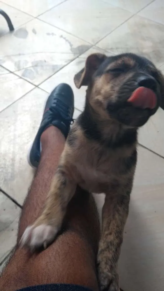 Cachorro raça Raça indefinida idade Abaixo de 2 meses nome Sem nome