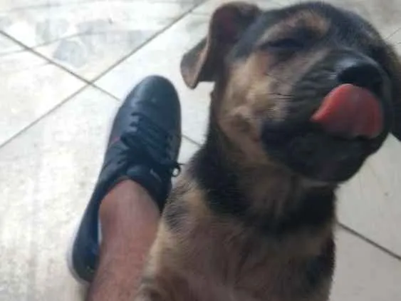 Cachorro raça Raça indefinida idade Abaixo de 2 meses nome Sem nome