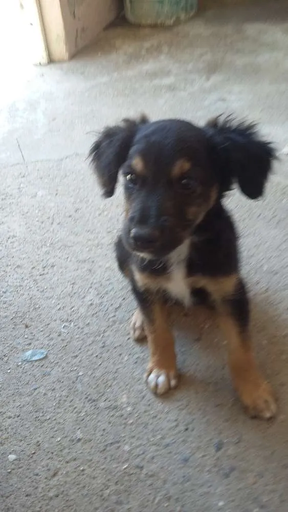 Cachorro raça Vira-lata  idade 2 a 6 meses nome Ralf