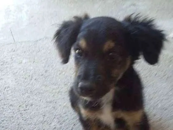 Cachorro raça Vira-lata  idade 2 a 6 meses nome Ralf