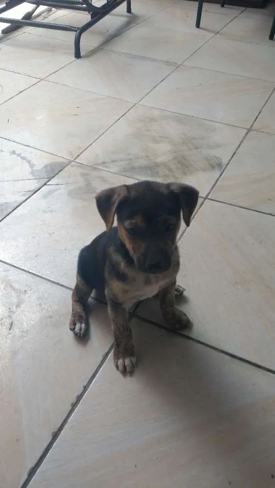 Cachorro raça Raça indefinida idade Abaixo de 2 meses nome Sem nome