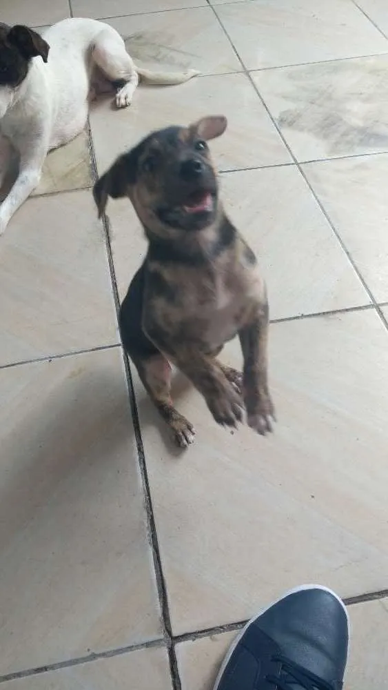 Cachorro raça Raça indefinida idade Abaixo de 2 meses nome Sem nome
