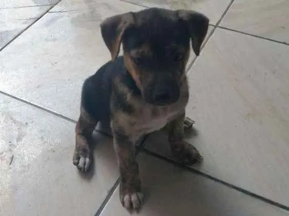 Cachorro raça Raça indefinida idade Abaixo de 2 meses nome Sem nome