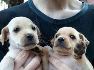 Cachorro raça vira lata idade Abaixo de 2 meses nome ADOTE
