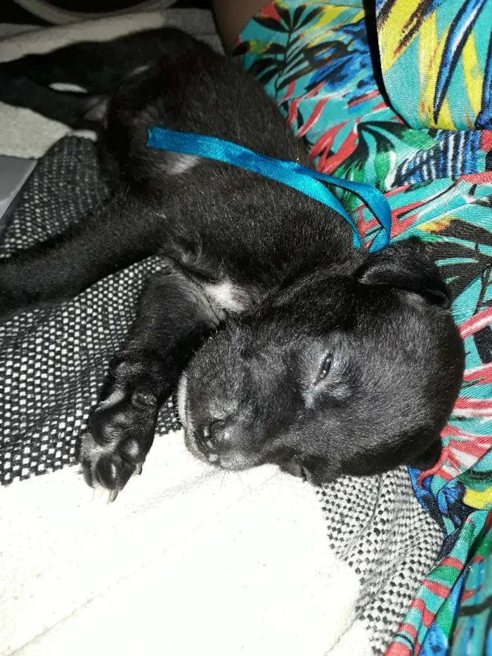 Cachorro ra a Vira lata idade Abaixo de 2 meses nome Zaion