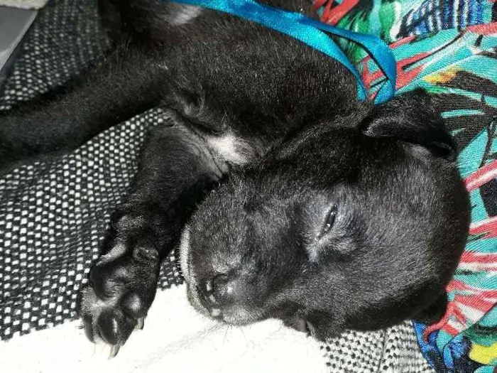 Cachorro ra a Vira lata idade Abaixo de 2 meses nome Zaion