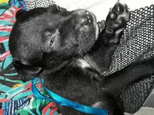 Cachorro raça Vira lata idade Abaixo de 2 meses nome Zaion