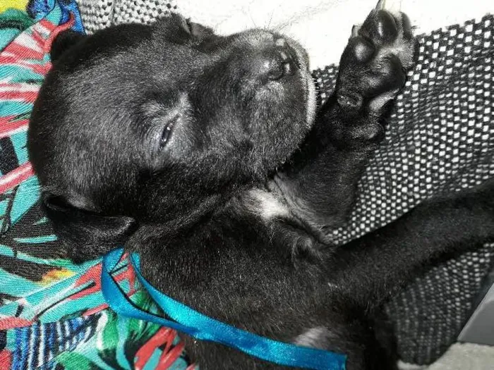 Cachorro ra a Vira lata idade Abaixo de 2 meses nome Zaion