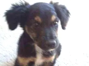 Cachorro raça Vira-lata  idade 2 a 6 meses nome Ralf