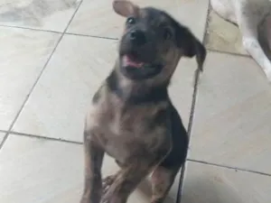 Cachorro raça Raça indefinida idade Abaixo de 2 meses nome Sem nome