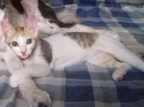 Gato ra a SRD idade 2 a 6 meses nome Mina