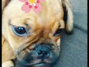 Cachorro raça Mestiça de Pug idade 2 a 6 meses nome Lilica
