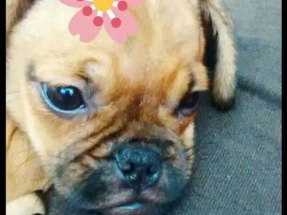 Cachorro ra a Mestiça de Pug idade 2 a 6 meses nome Lilica