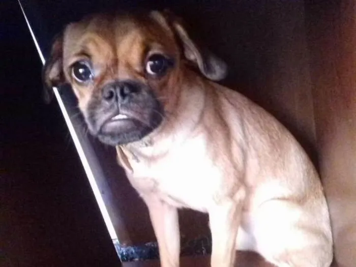 Cachorro ra a Mestiça de Pug idade 2 a 6 meses nome Lilica