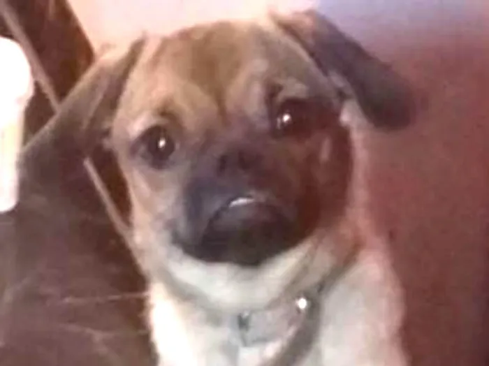 Cachorro ra a Mestiça de Pug idade 2 a 6 meses nome Lilica