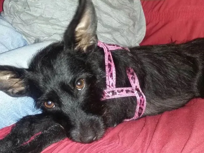 Cachorro ra a  idade 1 ano nome Sofia 
