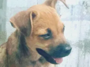 Cachorro raça Srd idade 2 a 6 meses nome Loló