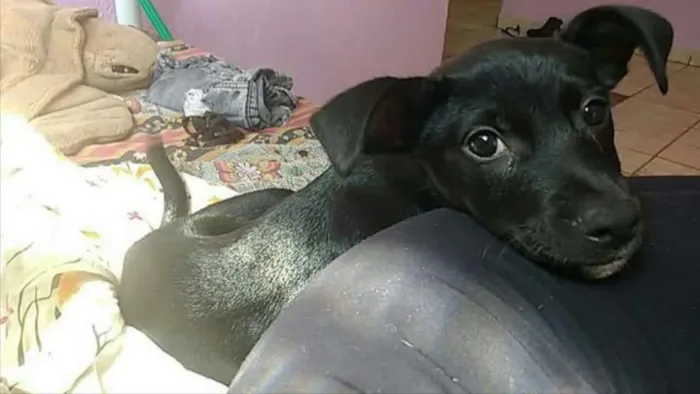 Cachorro ra a Vira lata  idade 2 a 6 meses nome Ainda não tem nome 