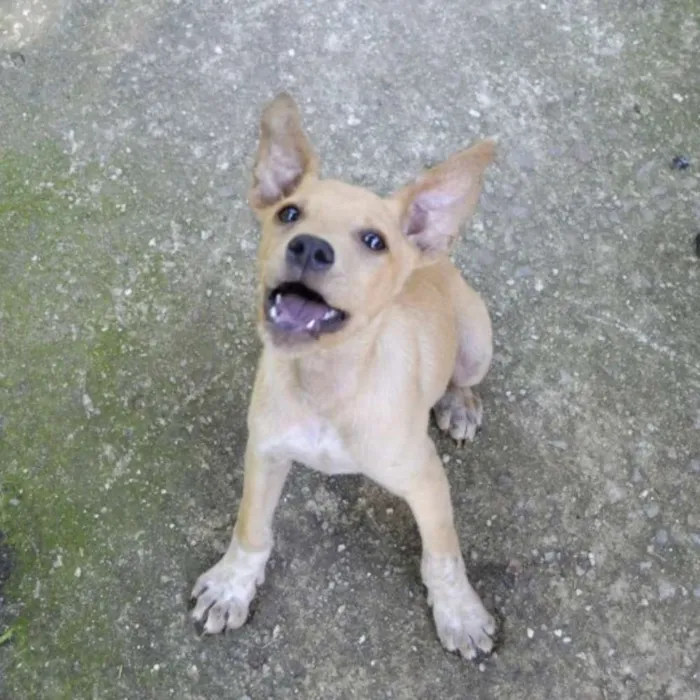 Cachorro ra a srd idade 2 a 6 meses nome Maurílio