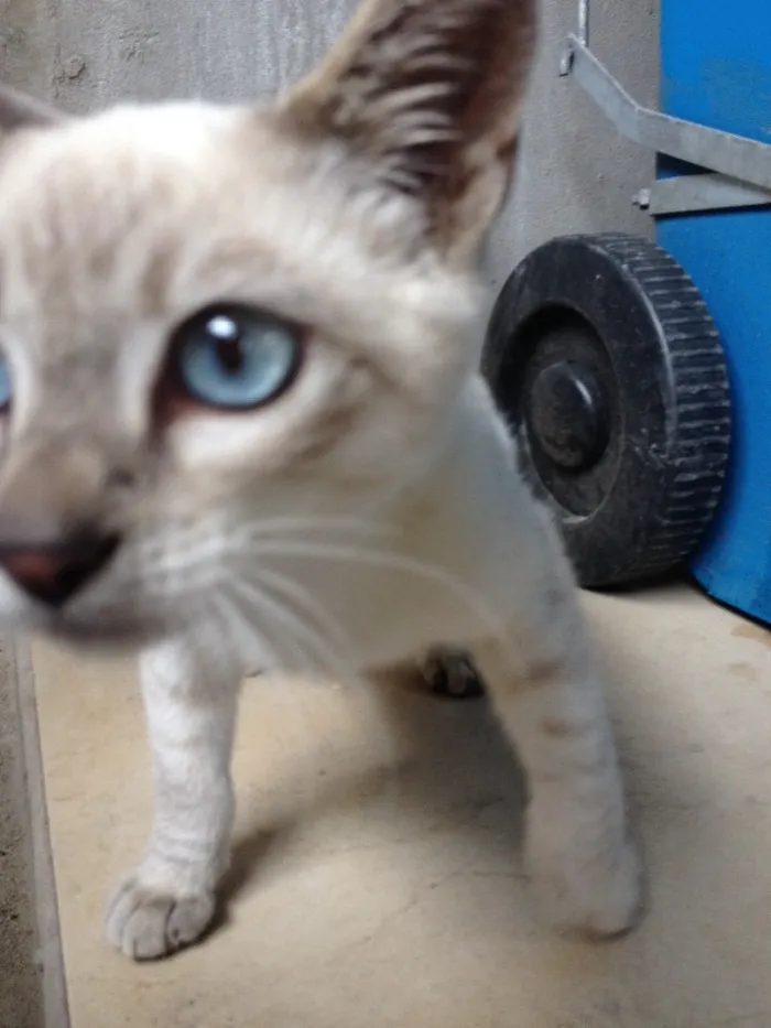 Gato ra a  idade 2 a 6 meses nome Flock 