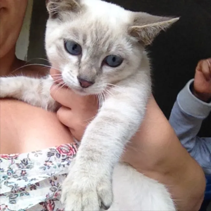 Gato ra a  idade 2 a 6 meses nome Flock 
