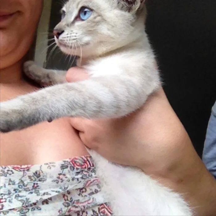 Gato ra a  idade 2 a 6 meses nome Flock 
