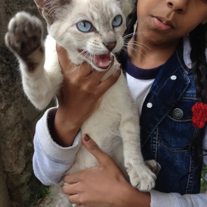 Gato ra a  idade 2 a 6 meses nome Flock 