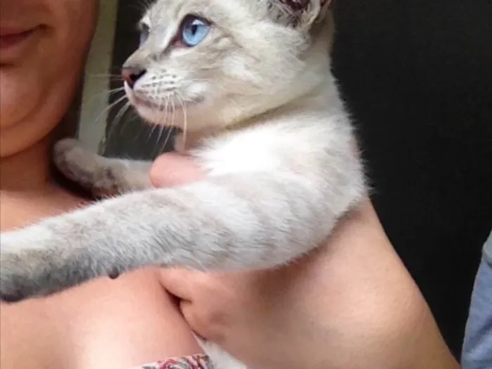 Gato ra a  idade 2 a 6 meses nome Flock 