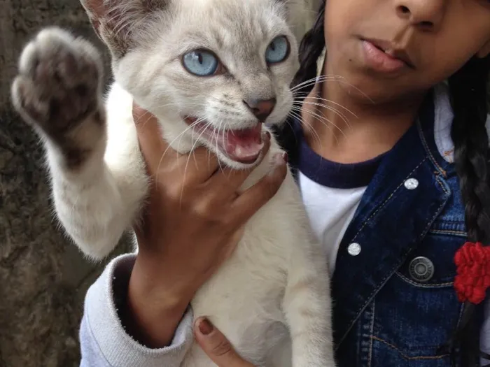 Gato ra a  idade 2 a 6 meses nome Flock 
