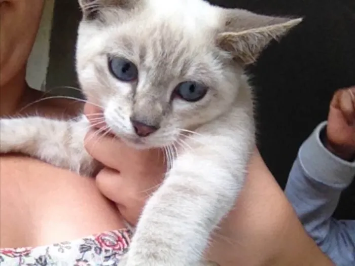 Gato ra a  idade 2 a 6 meses nome Flock 