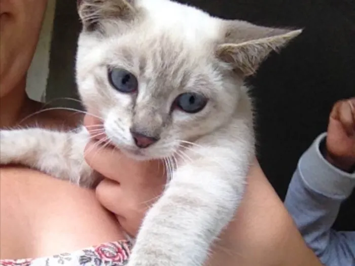 Gato ra a  idade 2 a 6 meses nome Flock 