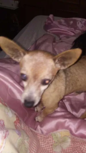 Cachorro raça Pintcher idade 6 ou mais anos nome  Flik- 