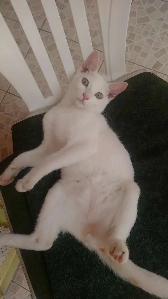 Gato ra a Indefinido idade 2 a 6 meses nome Charles