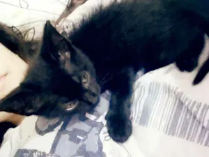 Gato raça  idade Abaixo de 2 meses nome Nina 