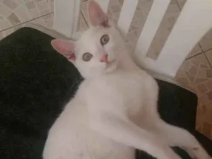 Gato raça Indefinido idade 2 a 6 meses nome Charles