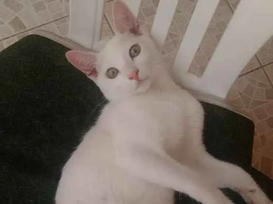 Gato ra a Indefinido idade 2 a 6 meses nome Charles